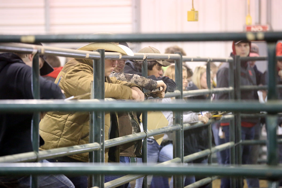 FFA Livestock Judging (3).JPG